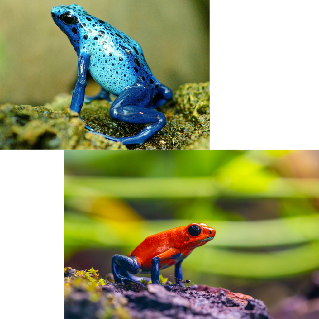 Dreaming About Different Colored Frogs